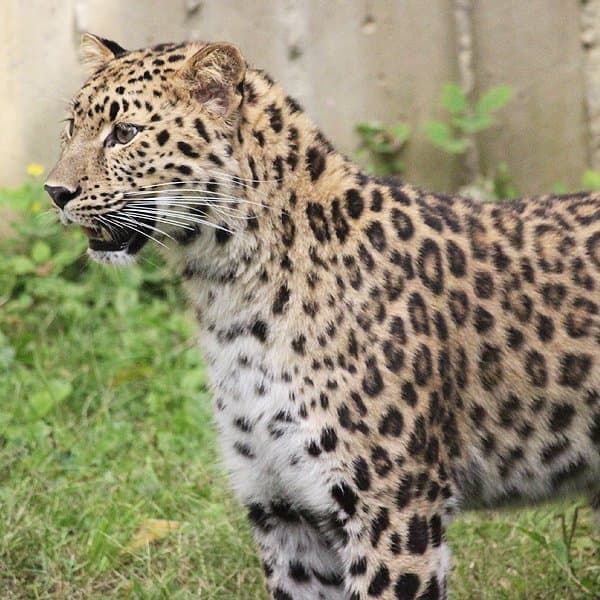 Avanti, Amur leopard