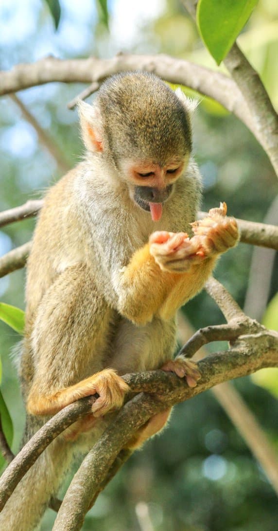 Monkey Jungle