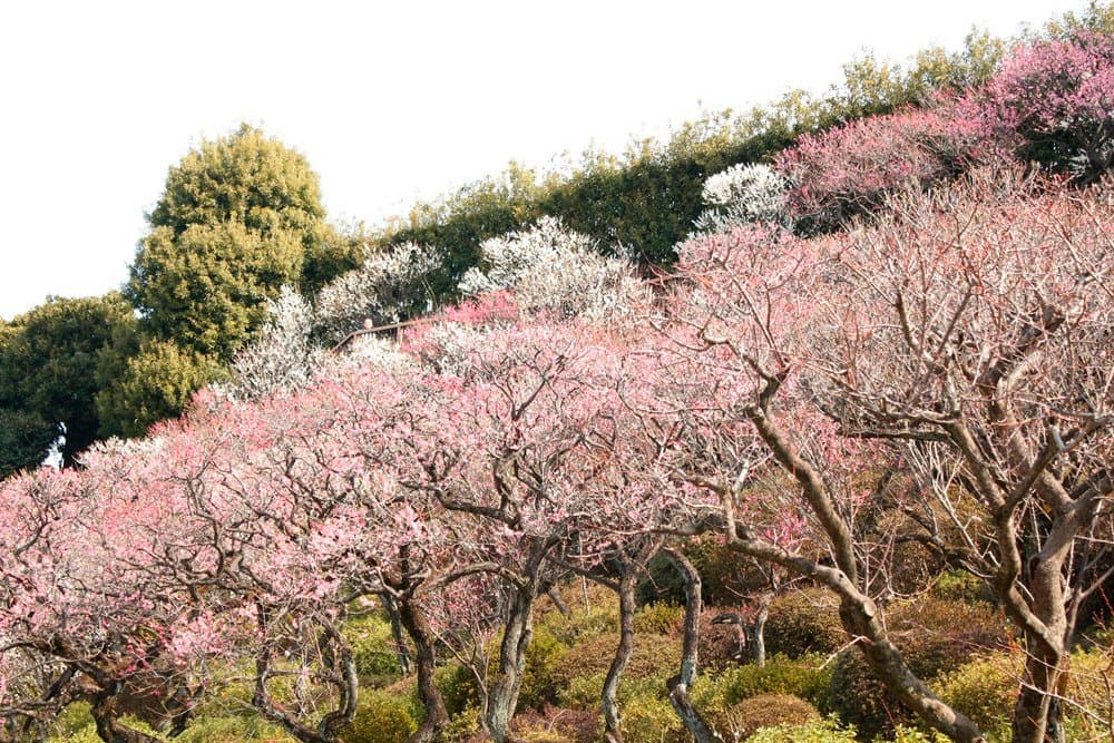 Ikegami Plum Garden Tokyo