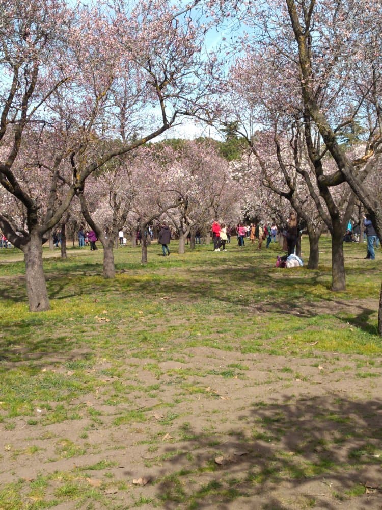 Almendros en flor