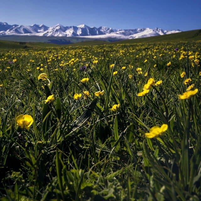 wild flowers of narat grassland of xinjiang