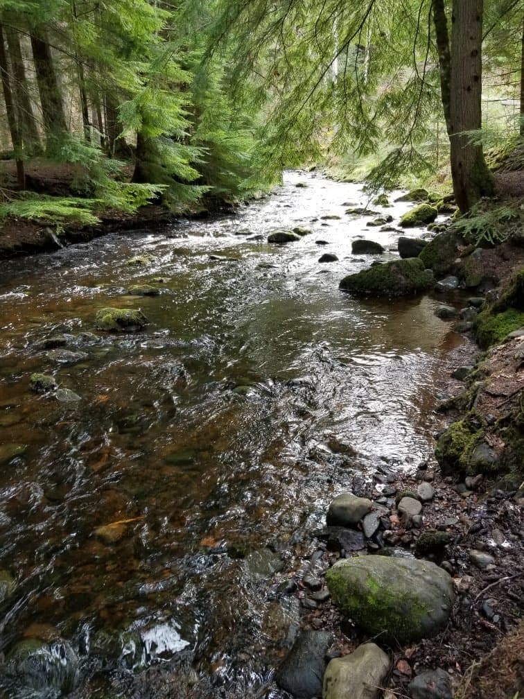 Reelig Glen Scotland