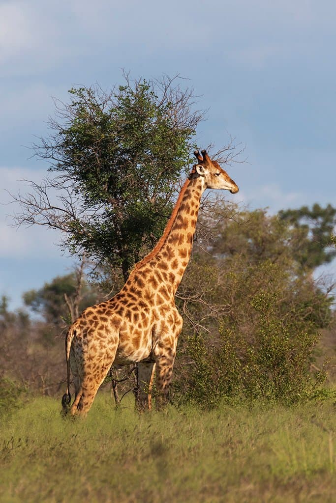 Giraffe