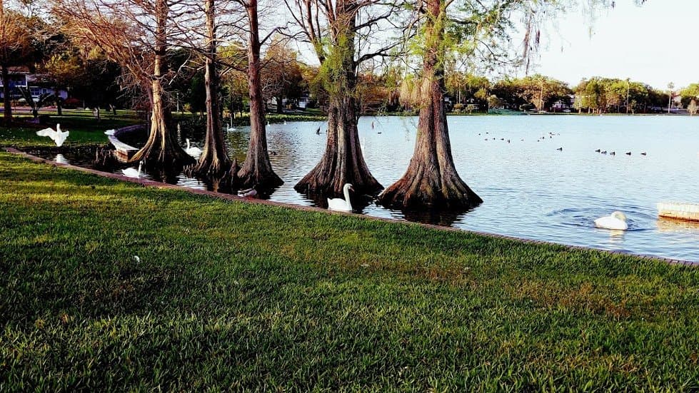 Cypress Knees in Lake Morton. This is a common hangout for the Swans. Early in the morning.