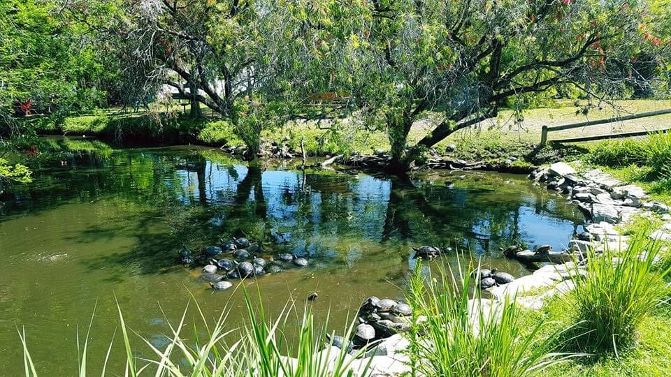 Turtle Pond