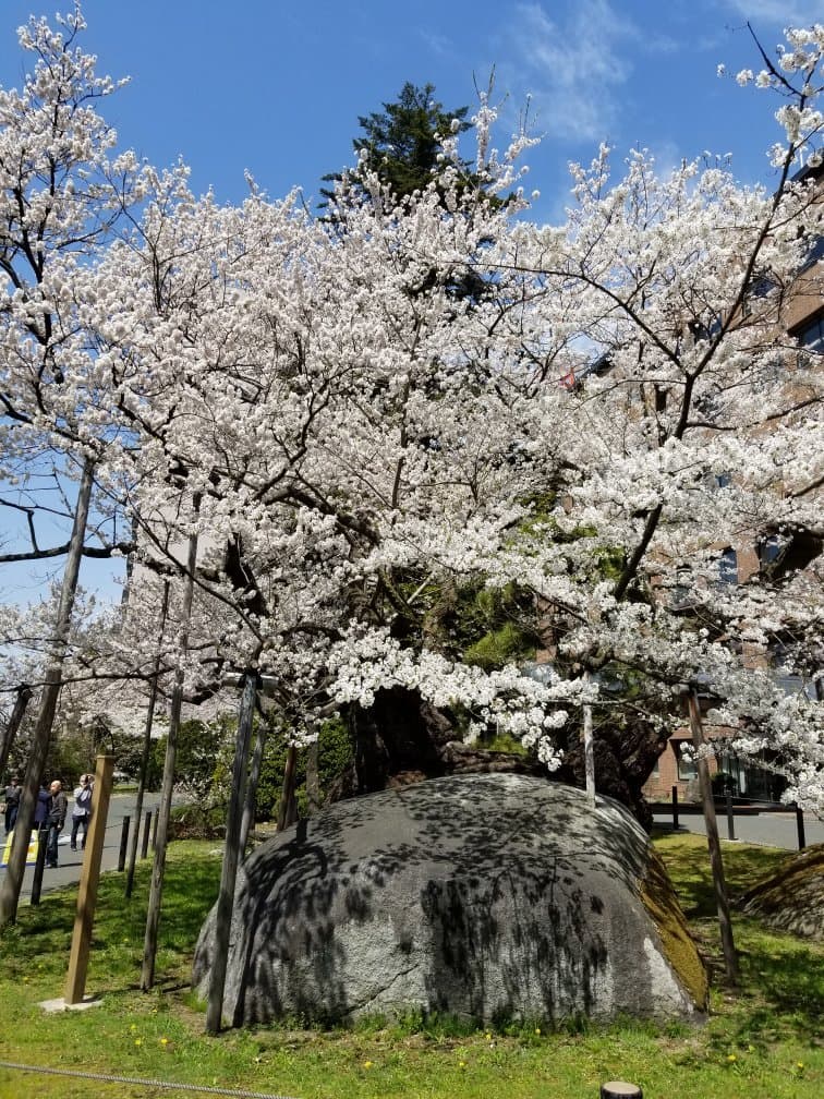Rock-Splitting Cherry Tree