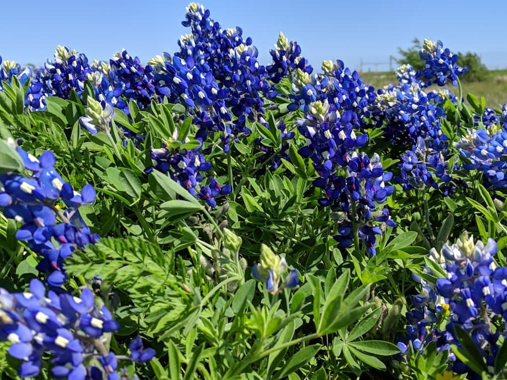 Founder's Plaza Observation Area