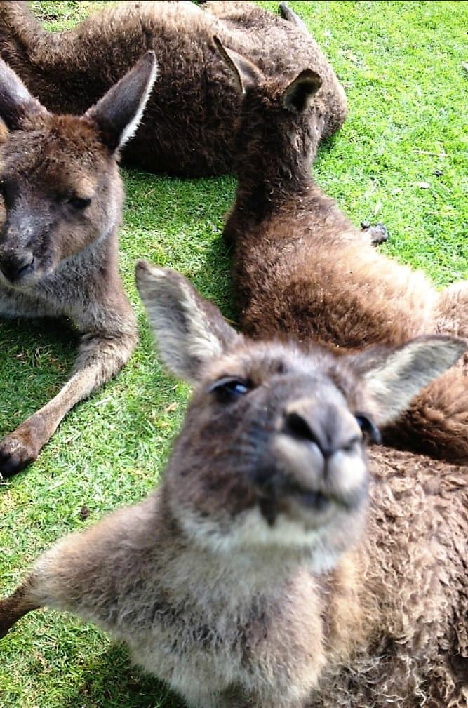 Kangaroos