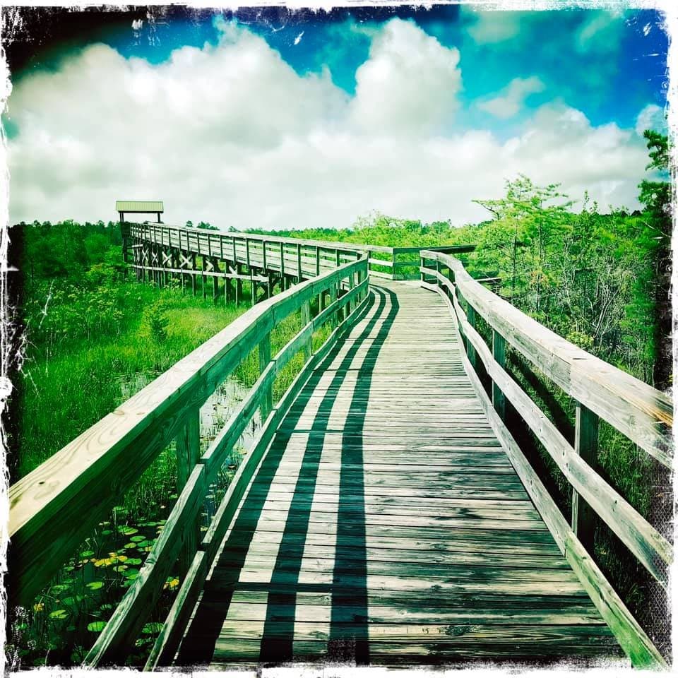 Dwarf Cypress Walkway