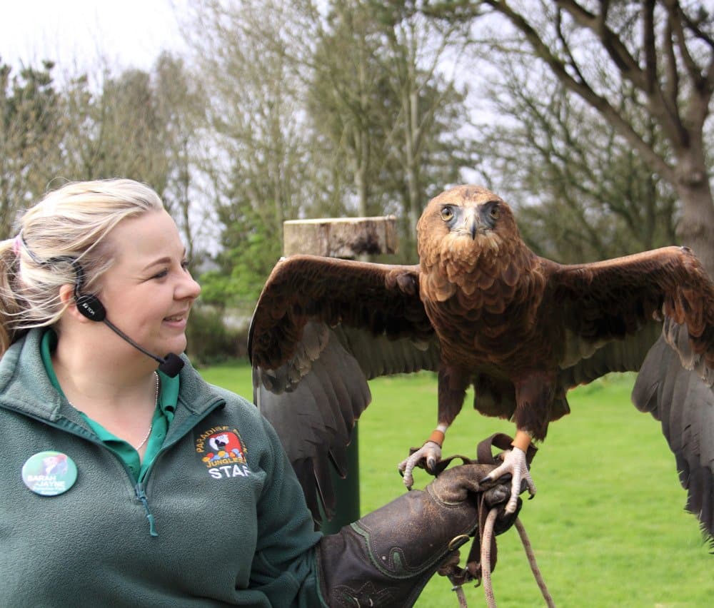 Angelo the Bateleur Eagle with Keeper Sarah-Jayne at Paradise Park in Hayle Cornwall