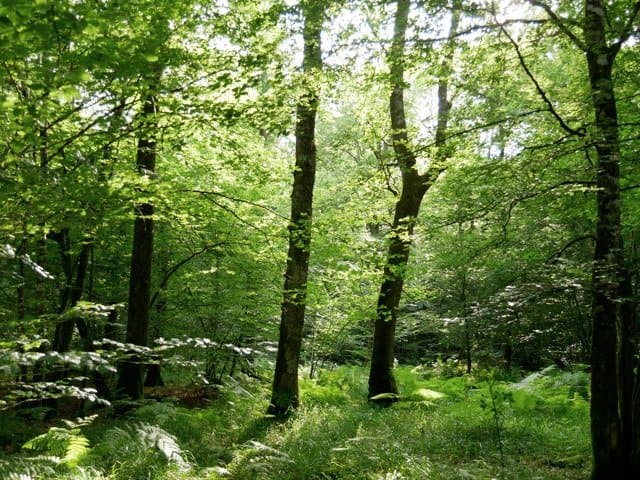 Forêt de Chaux, Jura.