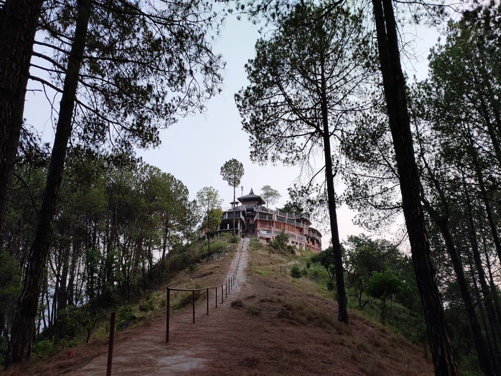 View among trees