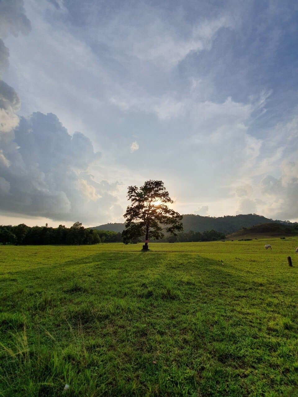 Phu Khao Ya Grass Hill