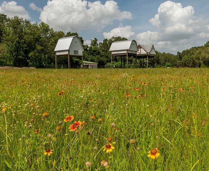 The University of Florida Bat Houses are located on Museum Road directly across from Lake Alice on the UF campus in Gainesville. 