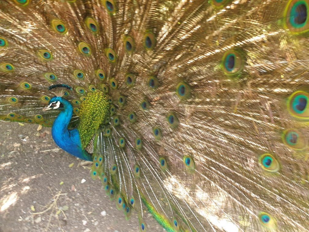 Vallée des Oiseaux