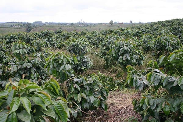 Nuestros cafetales