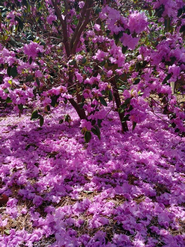 Brueckner Rhododendron Gardens