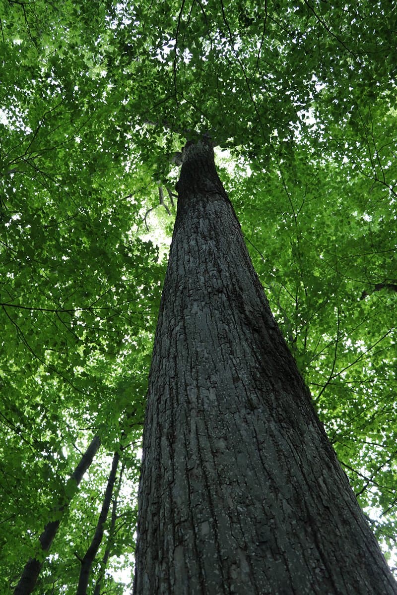 One of the large, old growth trees in Smith Woods