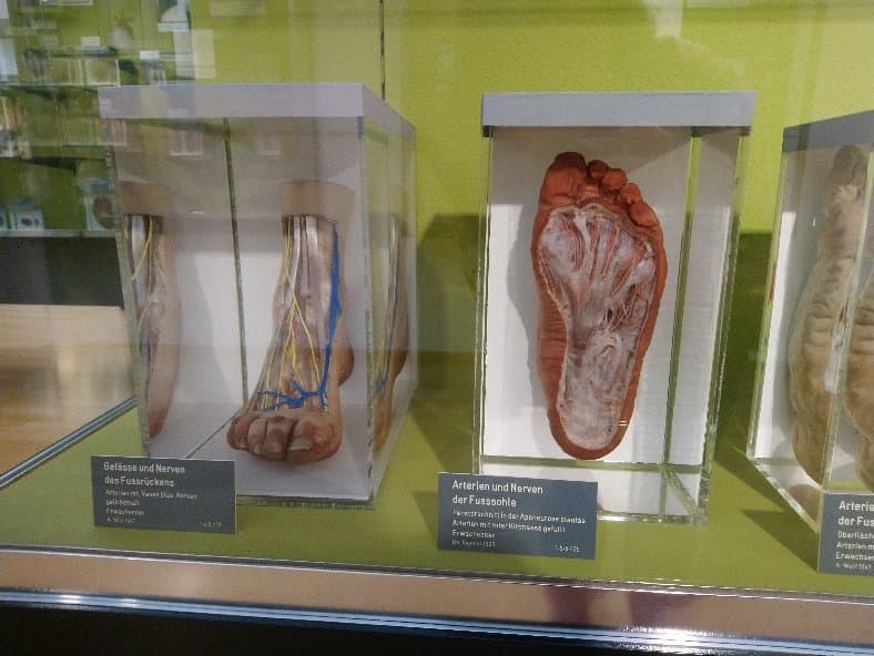 Anatomical Museum Basel