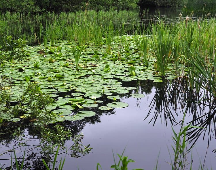 White water lilies