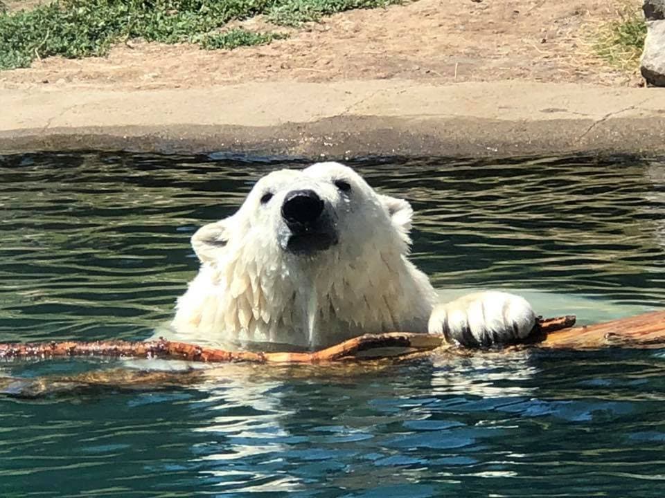 Polar bear