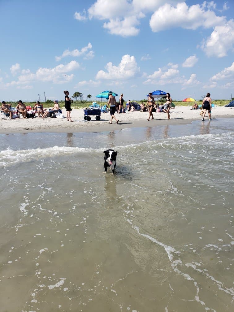 Longport Dog Beach Malibu Beach Wildlife Management Area