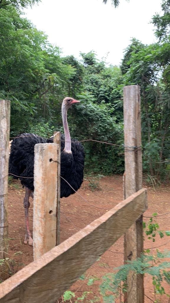 Achimota Forest Accra