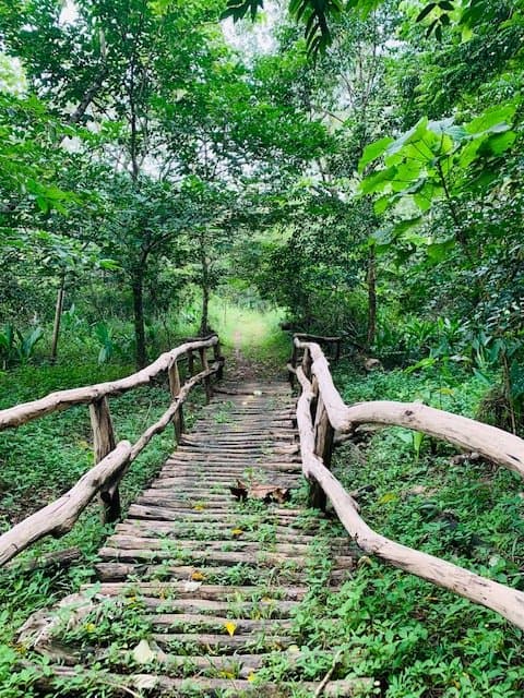 Wooden bridges