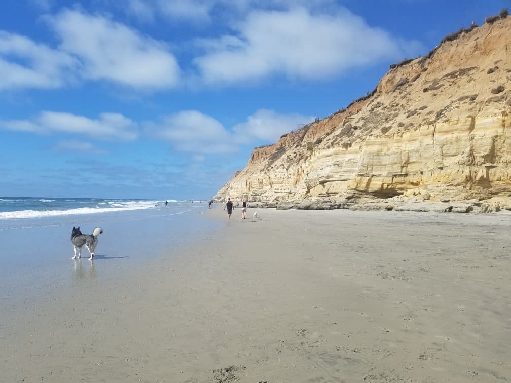 Dog Beach Del Mar California