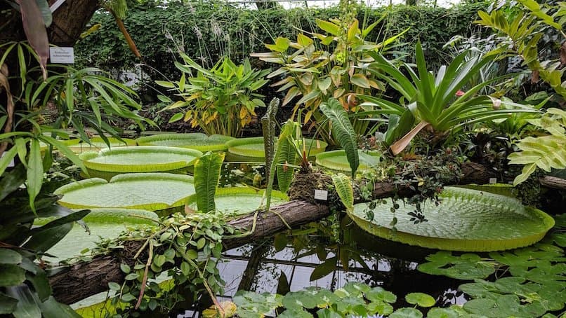 Dresden Botanical Gardens