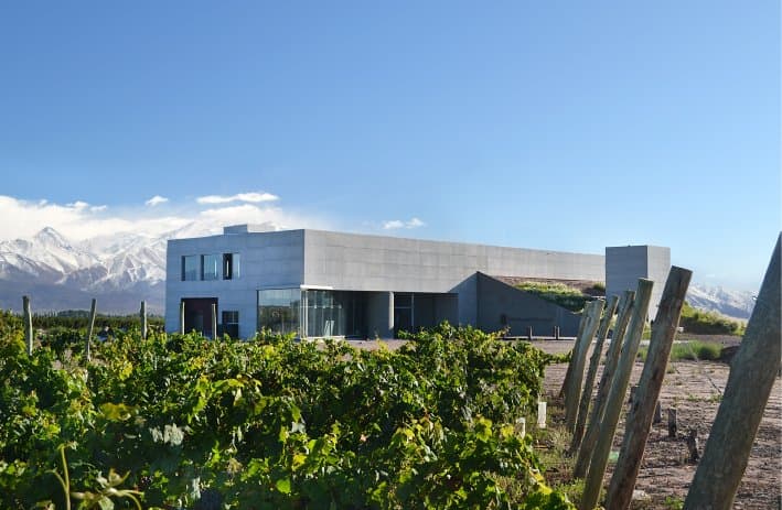 Las vides rodean nuestra bodega