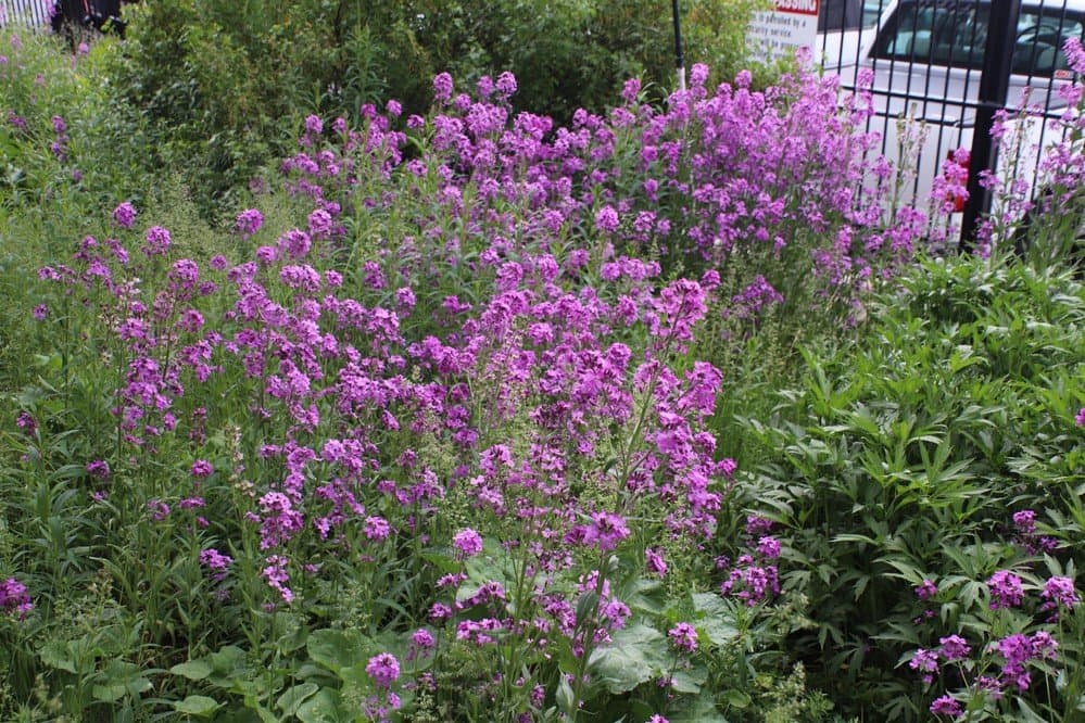 Beautiful flowers
