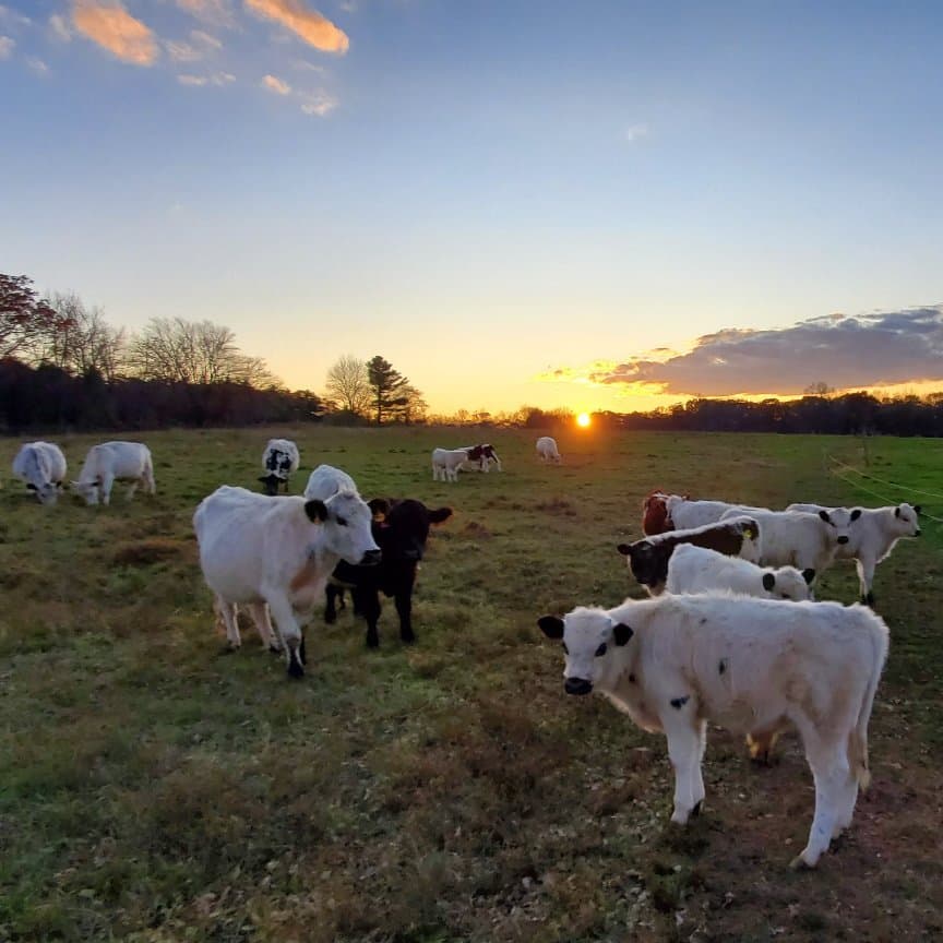 Moose Hill Farm