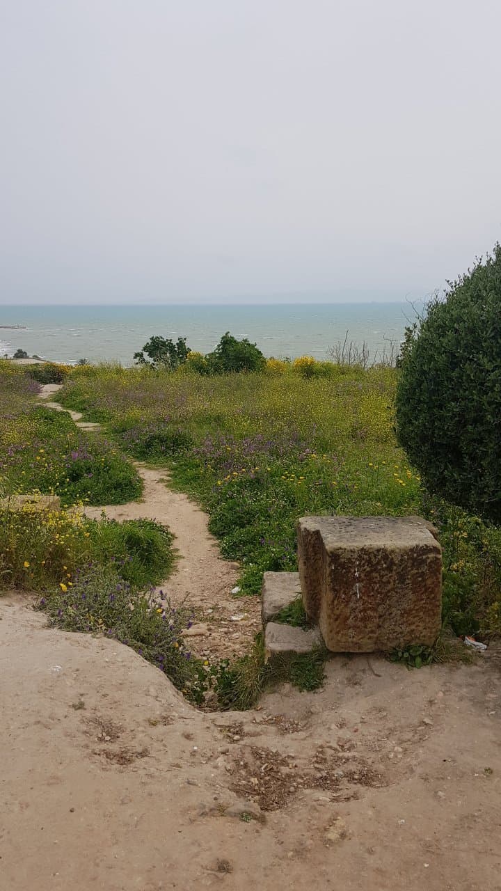 Basilica Saint Cyprien