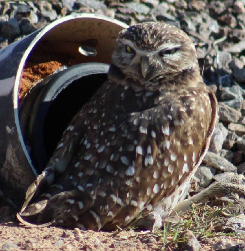 Burrowing owl photo taken with zoom lens