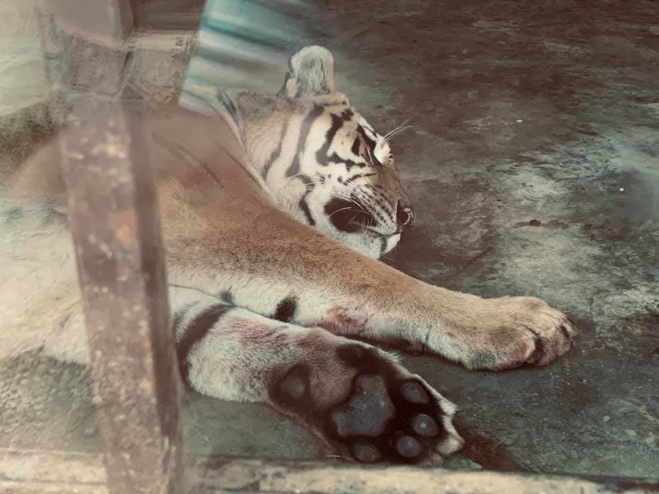 Bitola Zoo