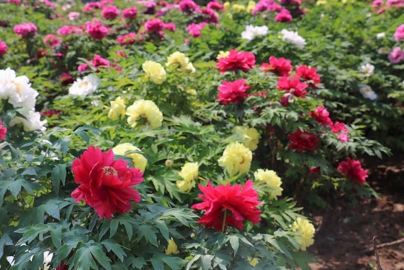 Beautiful flowers