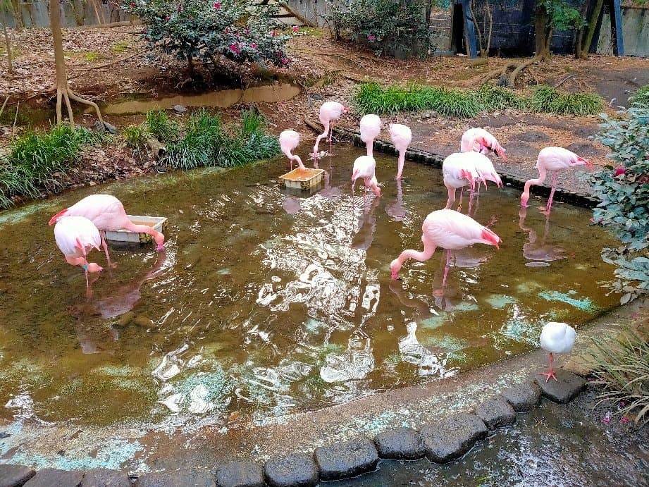 Omiya Park Zoo