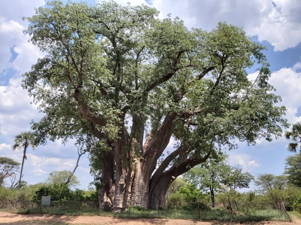 Big tree