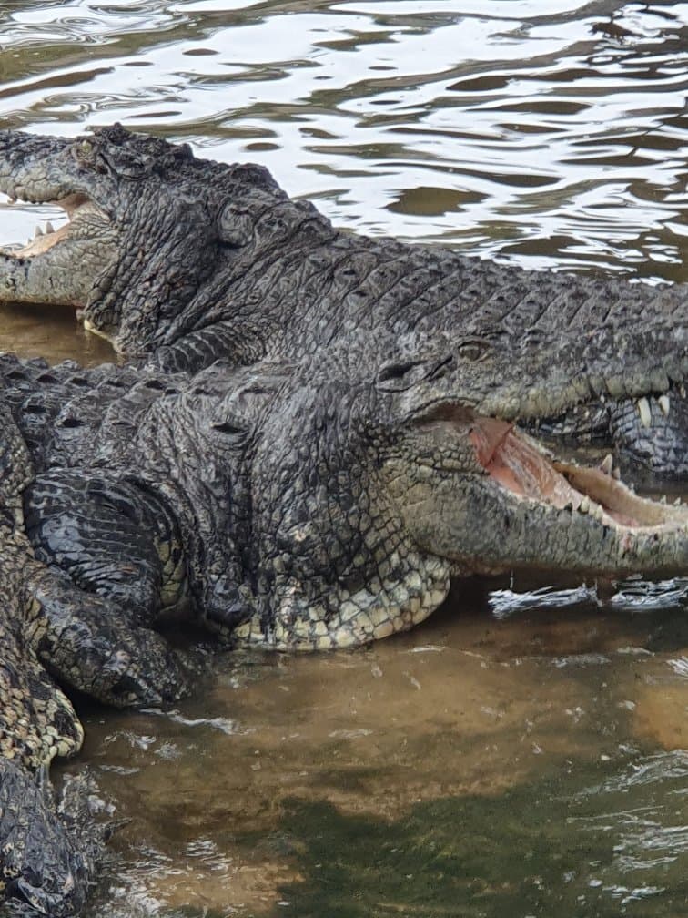 Teluk Sengat Crocodile Farm