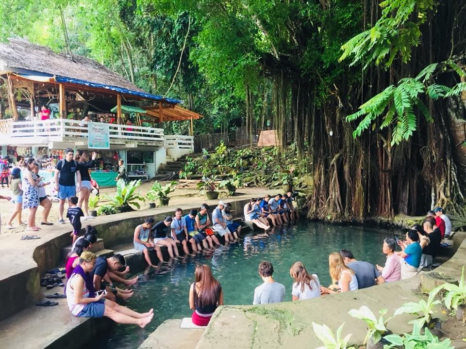 Oldest Balete Tree in Siquijor Island . Known to be the most oldest balete tree in the island of Siquijor . Located at Lazi Siquijor . Book your tour now with Charlie Tour Agency . For inquiries andn bookings you may call any of the following number : ☎️Telephone: (032) 384 8551 📞Cellphone: 0917 – 512 – 4437 or you may visit our website for more: 🌐www.cebucharlietour.com #siquijortour #siquijorisland #baletetree