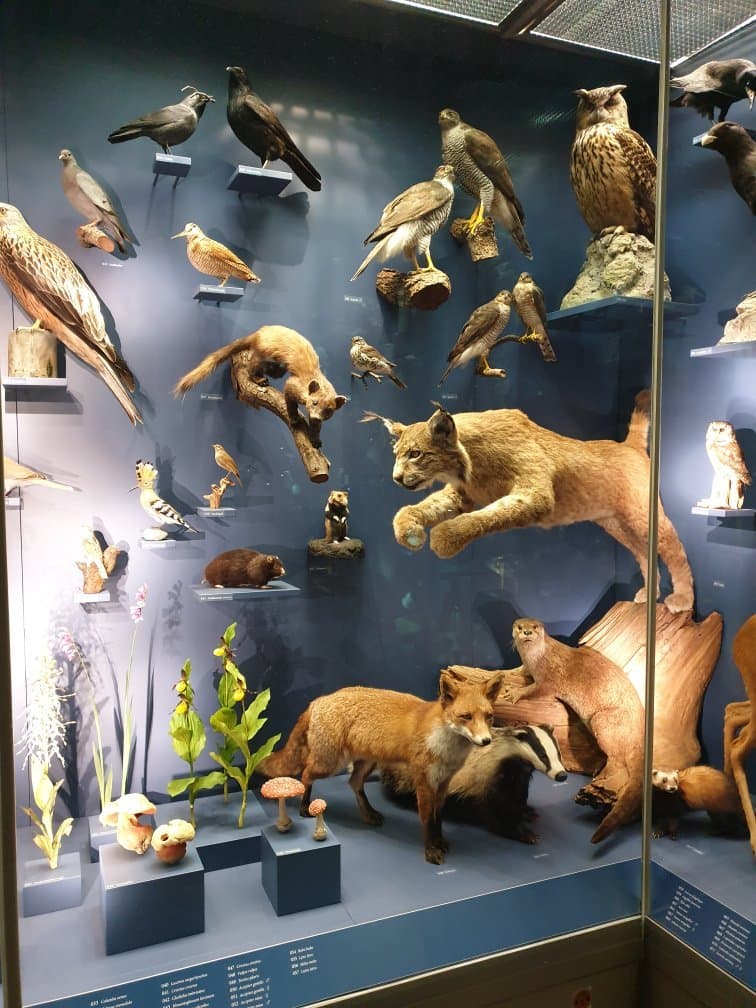 Erfurt Natural History Museum