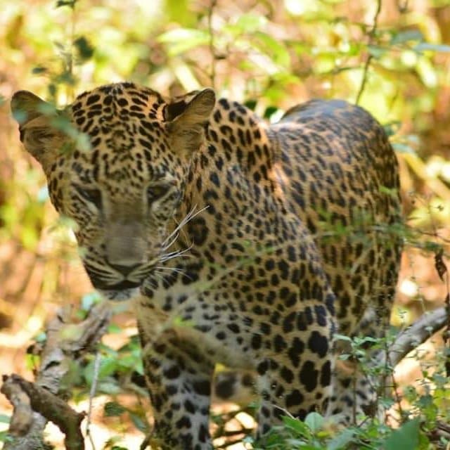 Date :- 04th February 2010 Location :- Wilpatthu National Park Time :- Afternoon safari With Iwa Tours Sri Lanka   TripAdvisor = https://www.tripadvisor.com/Attraction_Review-d16852892?m=555 E-mail :- info@iwatours.com  Web :- www.iwatours.com WhatsApp :- +94777195012