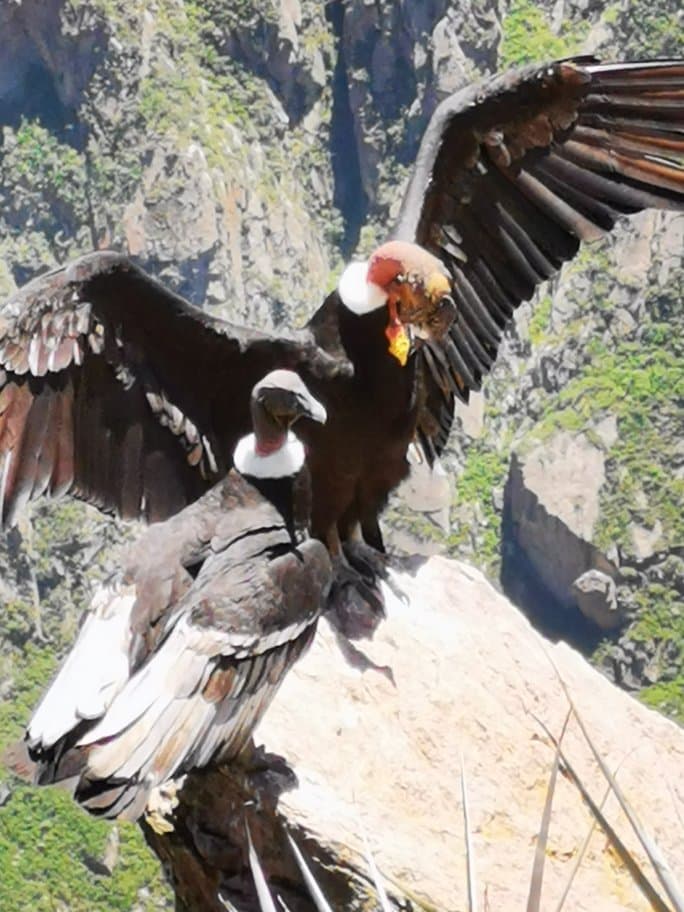 Muchas gracias por su preferencia, trabajaré más y más para que disfruten al máximo su paseo dentro de el valle del colca :)