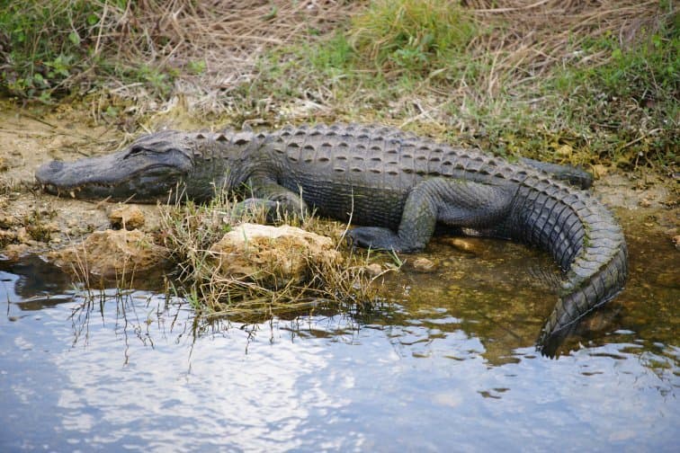 Oasis Visitor Center Big Cypress