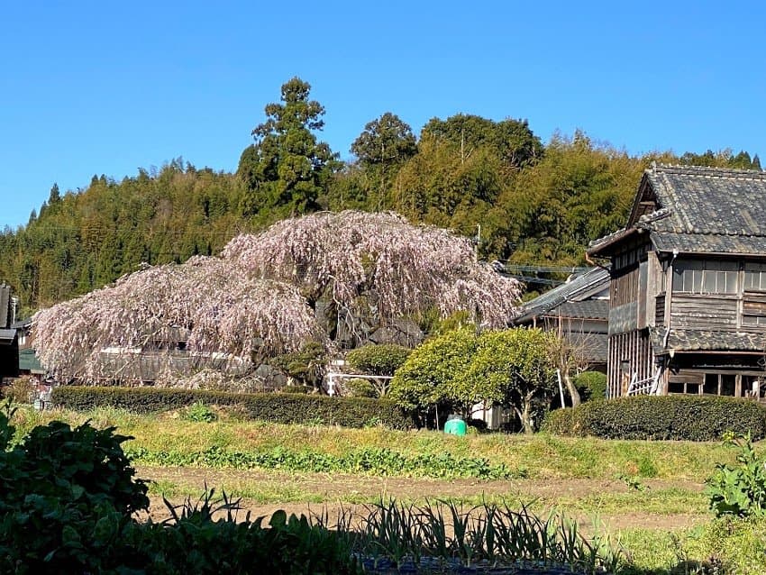 東から見た　庭にあるので、野放図に成長させず 　花笠様に　1本です。