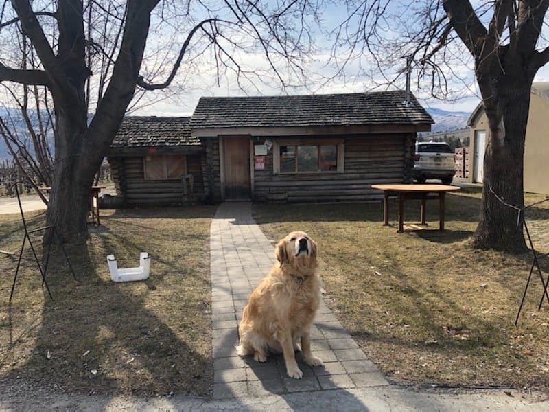 Dogs of the Vineyards. Honey welcoming guests on our opening day in 2020.