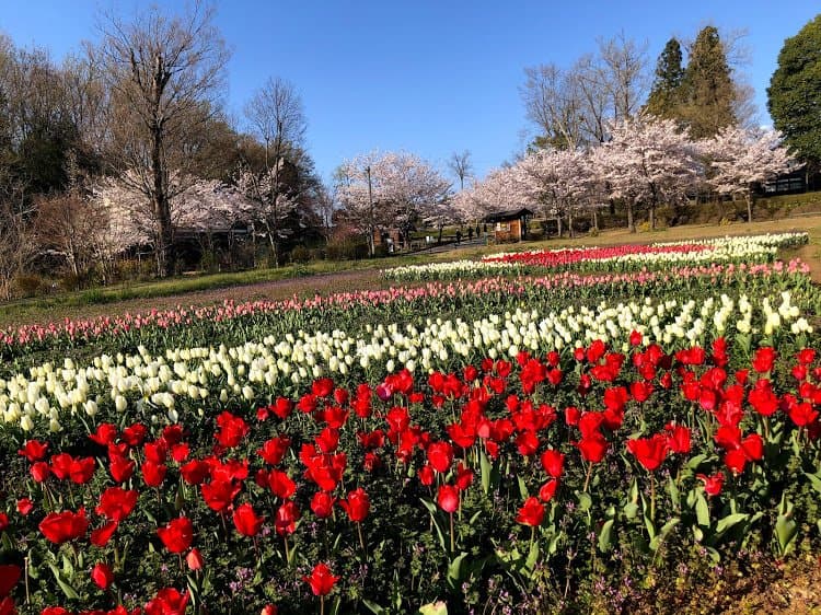 Gifu Seiryu Satoyama Park