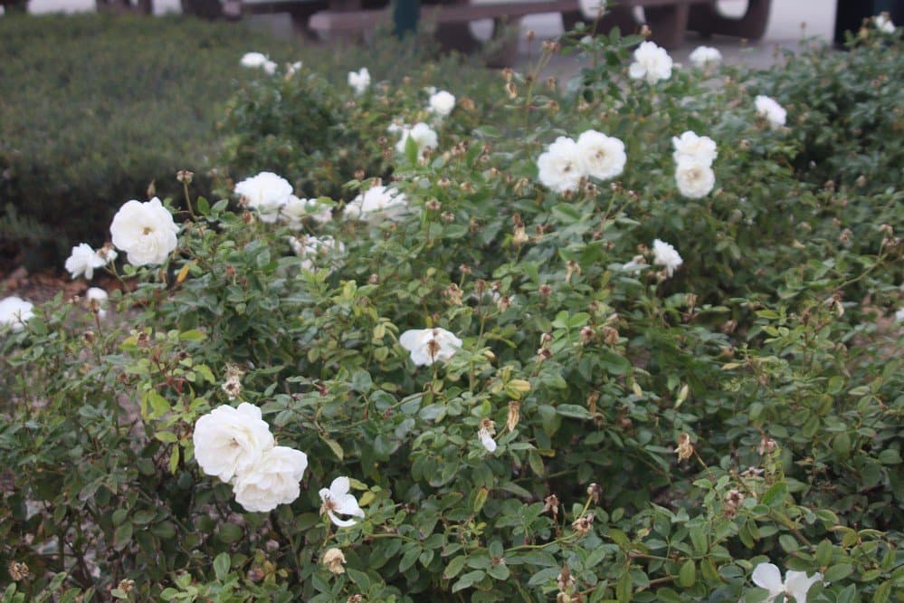 White flowers