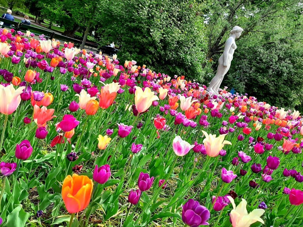 Teppe av tulipaner